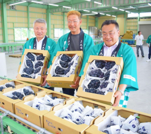 ブドウ出荷式写真
