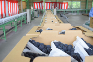 ブドウ出荷式