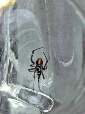 セアカゴケグモ