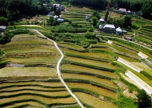 小山地区の棚田写真