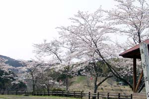 滝谷池自然公園写真