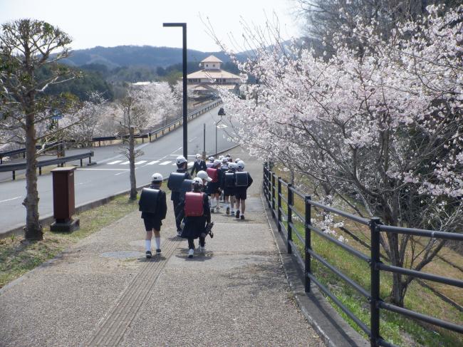 桜の中下校
