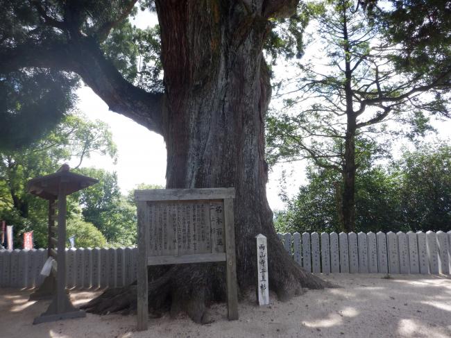 二上杉