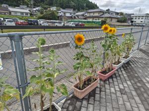 中央中学校ひまわり