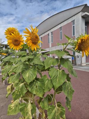 中央中学校ひまわり2