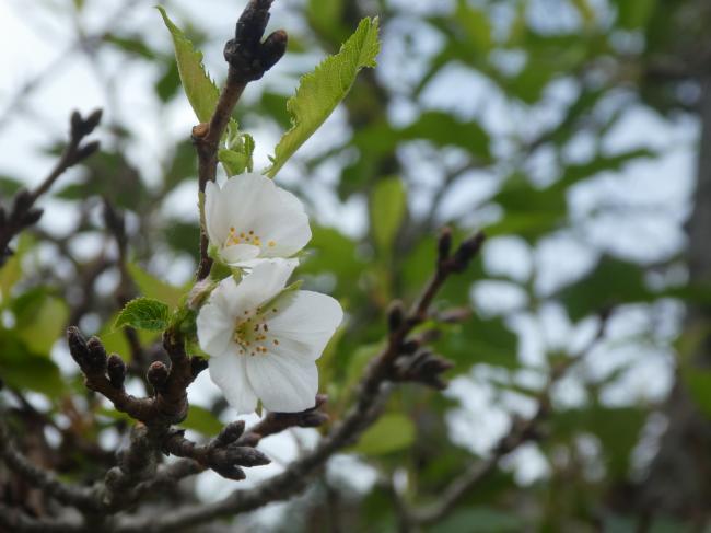 桜