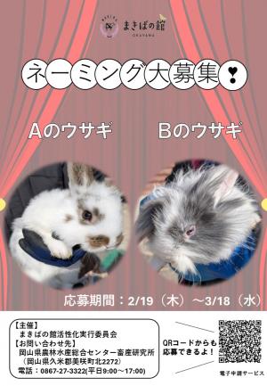 チラシ　ウサギ名前募集
