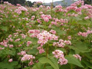 赤そばの花