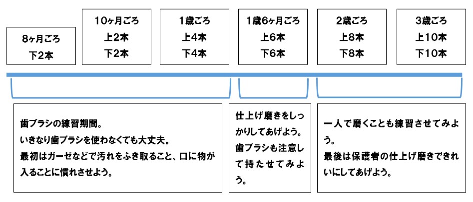 生える歯の本数の目安