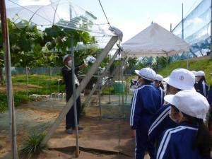 3年　ブドウ園見学ジベレリン作業体験