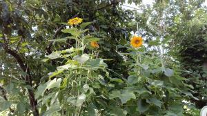 報告者１　匿名希望さん