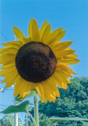 報告者２　森本勝義さん（西垪和）