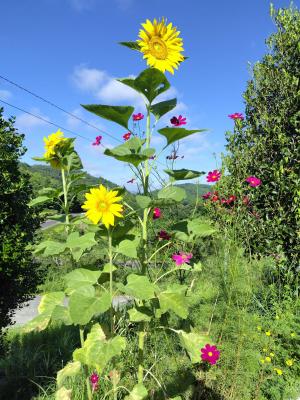 報告者３　匿名希望さん（大垪和西）